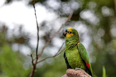  GRAMADO, RS, BRASIL, 15/01/2019- Jardim zoológico em Gramado.(FOTOGRAFO: FERNANDO GOMES / AGENCIA RBS)