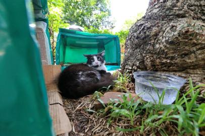  PORTO ALEGRE, RS, BRASIL, 15/01/2019- Condomínio de gatos na rua Laurindo. (FOTOGRAFO: JÚLIO CORDEIRO / AGENCIA RBS)