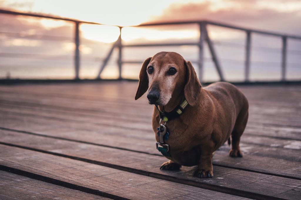 Meu Pet Fofinho