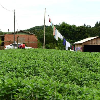 Reserva indígena Mais Lavouras, Aldeia Carreteiro, em Água Santa/RS. (Diogo Zanatta/Especial)