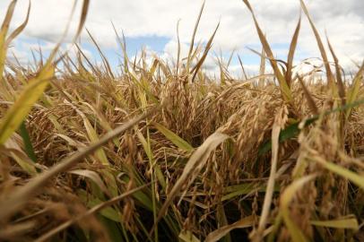  CACHOEIRINHA, RS, BRASIL, 22-02-2018: Material especial para a coluna Campo Aberto sobre a abertura oficial da colheita do arroz na Estação Experimental do Irga, em Cachoeirinha.(CARLOS MACEDO/ AGÊNCIA RBS)