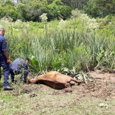 Égua encontrada atolada em Caxias é resgatada pelos bombeiros