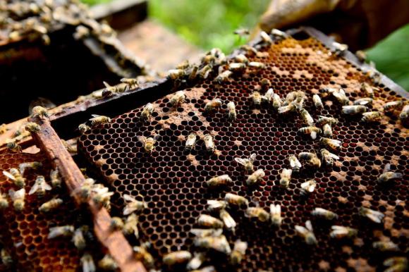 Apicultores Buscam Respostas Para Morte De 400 Milhoes De Abelhas No Rs Gzh