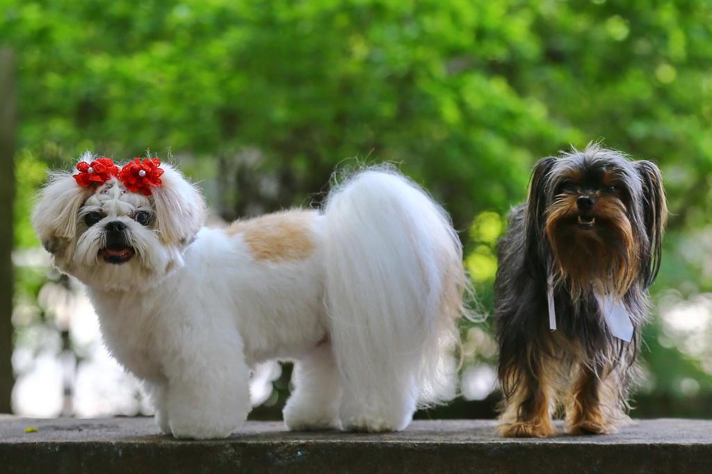 Nomes para cachorro: 2000 ideias para o seu pet!