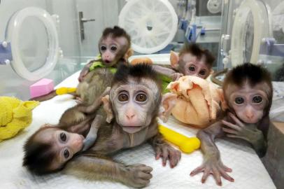 This picture taken on November 27, 2018 and released on January 24, 2019 by the Chinese Academy of Sciences Institute of Neuroscience via CNS shows five cloned macaques at a research institution in Shanghai. - Chinese scientists announced on January 24, 2019 they had cloned five monkeys from a single animal that was genetically engineered to have a sleep disorder, saying it could aid research into human psychological problems. (Photo by STR / various sources / AFP) / China OUT / The erroneous mention[s] appearing in the metadata of this photo by STR has been modified in AFP systems in the following manner: [taken November 27] instead of [taken November 26]. Please immediately remove the erroneous mention[s] from all your online services and delete it (them) from your servers. If you have been authorized by AFP to distribute it (them) to third parties, please ensure that the same actions are carried out by them. Failure to promptly comply with these instructions will entail liability on your part for any continued or post notification usage. Therefore we thank you very much for all your attention and prompt action. We are sorry for the inconvenience this notification may cause and remain at your disposal for any further information you may require.