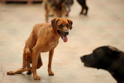  CAXIAS DO SUL, RS, BRASIL (31/01/2019)Animais recebem cuidados na chácara da ONG Proteção Animais Caxias (PAC). (Antonio Valiente/Agência RBS)