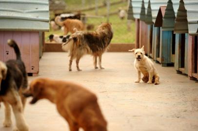  CAXIAS DO SUL, RS, BRASIL (31/01/2019)Animais recebem cuidados na chácara da ONG Proteção Animais Caxias (PAC). (Antonio Valiente/Agência RBS)