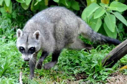 O GramadoZoo tem um novo e muito fofo morador, um mão-pelada. Semelhante a um guaxinim, o animal é órfão e foi resgatado e cuidado pela equipe do Centro de Triagem do Ibama, em Porto Alegre. Após passar por um período de adaptação na área de quarentena do zoo, ganhou, nesta sexta-feira (1º), um recinto especial que simula o seu ambiente natural.