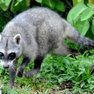 O GramadoZoo tem um novo e muito fofo morador, um mão-pelada. Semelhante a um guaxinim, o animal é órfão e foi resgatado e cuidado pela equipe do Centro de Triagem do Ibama, em Porto Alegre. Após passar por um período de adaptação na área de quarentena do zoo, ganhou, nesta sexta-feira (1º), um recinto especial que simula o seu ambiente natural.