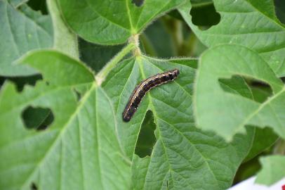 PASSO FUNDO (RS): evento da Bayer mostra terceira geração da soja transgênica resistente à lagarta Spodoptera Cosmioides - na foto, soja de geração anterior