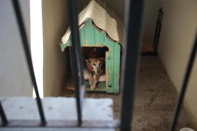  PORTO ALEGRE, RS, BRASIL - 2019.02.07 - Gabriela Pereira, 26 anos, há 6 é voluntária do Patas Dadas. (Foto: ANDRÉ ÁVILA/ Agência RBS)