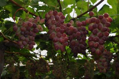 Desenvolvidas pela Embrapa Uva e Vinho, a cultivar BRS melodia apresenta melhorias pensadas para encarar o clima temperado da Serra gaúcha. A uva de mesa melodia tem o diferencial de não produzir sementes, traço que agrada ao consumidor. De cor rosada, apresenta consistência crocante, alto teor de açúcar e sabor que lembra frutas vermelhas.