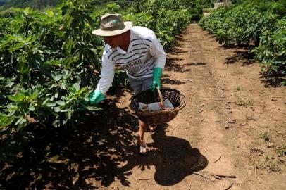  NOVA PETRÓPOLIS, RS, BRASIL (07/02/2019)Produção de figos em Nova Petrópolis. Na propriedade de Volmir Kich que vai colher 40 mil quilos da fruta. (Antonio Valiente/Agência RBS)