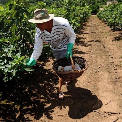  NOVA PETRÓPOLIS, RS, BRASIL (07/02/2019)Produção de figos em Nova Petrópolis. Na propriedade de Volmir Kich que vai colher 40 mil quilos da fruta. (Antonio Valiente/Agência RBS)