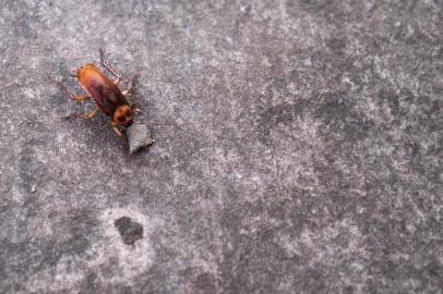  CAXIAS DO SUL, RS, BRASIL, 08/02/2019 - Proliferação de baratas aumenta na serra por conta do calor. (Marcelo Casagrande/Agência RBS)