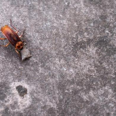  CAXIAS DO SUL, RS, BRASIL, 08/02/2019 - Proliferação de baratas aumenta na serra por conta do calor. (Marcelo Casagrande/Agência RBS)