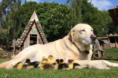  Protagonizando uma relação um tanto quanto improvável e indo contra as expectativas do mundo animal, o labrador Fred, de 10 anos, morador do castelo Mountfitchet, em Essex, na Inglaterra, adotou nove patinhos.