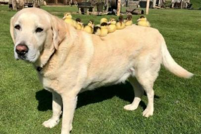  Protagonizando uma relação um tanto quanto improvável e indo contra as expectativas do mundo animal, o labrador Fred, de 10 anos, morador do castelo Mountfitchet, em Essex, na Inglaterra, adotou nove patinhos.