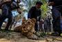 Leoa que teve as garras cortadas vira atração em zoo da Faixa de Gaza