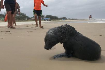  TRAMANDAÍ, RS, BRASIL, 14/02/2019 - Banhistas e guarda-vidas cercam lobo-marinho enquanto ele tenta descansar na orla de Tramandaí. Prática não é recomendada por especialistas.(FOTOGRAFO: JEFFERSON BOTEGA / AGENCIA RBS)