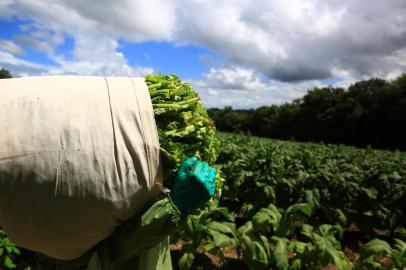  CANGUÇU - RS-BR 08.02.2019O município de Canguçu é o maior produtor de tabaco do Brasil.Patrique Strelow, colhendo tabaco.FOTÓGRAFO: TADEU VILANI - AGÊNCIARBS