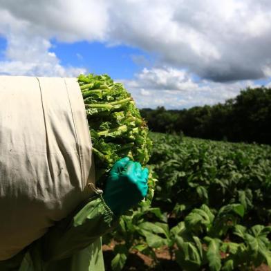  CANGUÇU - RS-BR 08.02.2019O município de Canguçu é o maior produtor de tabaco do Brasil.Patrique Strelow, colhendo tabaco.FOTÓGRAFO: TADEU VILANI - AGÊNCIARBS