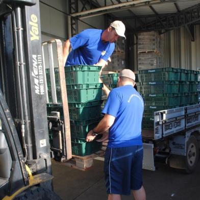  CAXIAS DO SUL, RS, BRASIL, 28/01/2019. As 15 primeiras toneladas de uva que serão distribuídas ao público na Festa da Uva 2019 chegaram nesta segunda-feira (28/01) em uma empresa, no bairro Santa Fé, onde ficarão armazenadas em câmaras frias até o dia 22 de fevereiro, data da abertura oficial do evento. Até o dia 10 de março, serão distribuídas 150 toneladas de variedades como niágara branca e rosada e isabel. (Ruan Alves/Divulgação)