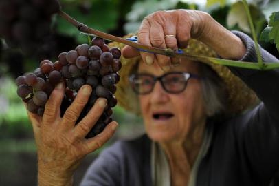  CAXIAS DO SUL, RS, BRASIL, 13/02/2019 - Produtores colhem uvas que serão distribuídas aos visitantes durante a festa, nos pavilhões. NA FOTO: propriedade de  Ademir Zanrosso, na Linha 40. Zanrosso, além de safristas, conta com a mãe, Aurora, para cortar e selecionar os melhores cachos da fruta. (Marcelo Casagrande/Agência RBS)