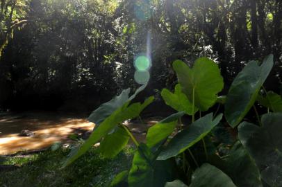  CAXIAS DO SUL, RS, BRASIL, 13/02/2019Pauta para o Almanaque deste fim de semana. Dicas de cachoeiras para curtir sem precisar sair de Caxias do Sul. (Lucas Amorelli/Agência RBS)Indexador:                                 