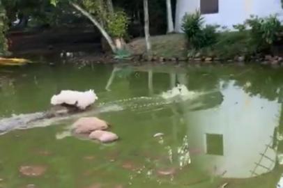 Perseguição animal no Parcão