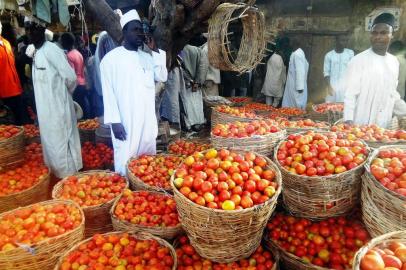  Tomato traders stand among baskets of tomatoes at the Yankaba vegetables market in northern Nigerian city of Kano, on January 15, 2016. - Its a situation that mirrors the giant oil industry, where Nigeria has abundant resources but relies on imports. But this is about tomatoes, and Africas richest man Aliko Dangote is hoping to change production with a giant factory that will boost domestic output, create jobs -- and even, indirectly, fight Boko Haram. (Photo by AFP)Editoria: FINLocal: KanoSecao: agricultureFonte: AFP