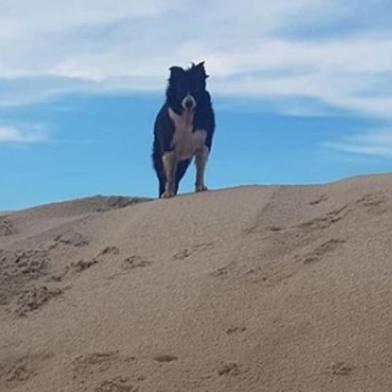 Cão Jacó morre atropelado no Ceará. O  border collie Jacó era considerado o cachorro mais habilidoso do Brasil e participaria de competição na Europa