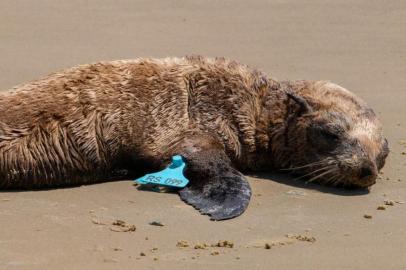 Lobo-marinho tratado e solto pelo Ceclimar é encontrado por biólogos em outra praia.