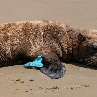 Lobo-marinho tratado e solto pelo Ceclimar é encontrado por biólogos em outra praia.