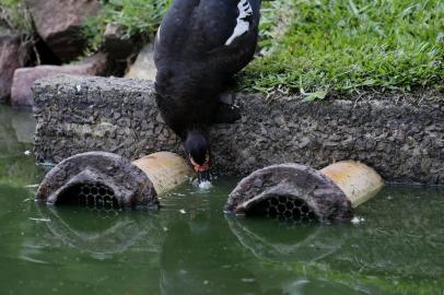 PORTO ALEGRE, RS, BRASIL, 27-02-2019: Lago do Parque Moinhos de Vento. Frequentadores do local se mobilizam preocupados com a conservação do local e a alimentação de patos, gansos e tartarugas que vivem no lago. (Foto: Mateus Bruxel / Agência RBS)