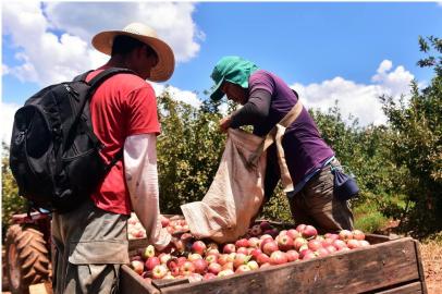  CAXIAS DO SUL, RS, BRASIL, 13/02/2019. Fotos para matéria de Economia. Colheita da maça na propriedade de Ermano Varaschi, em Vacaria. No próximo sábado, inicia oficialmente a colheita da safra. (Artur Alexandre/Divulgação)Indexador: Artur Alexandre