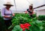 Reforma da Previdência no campo é mais dura para mulheres e agricultores de baixa renda 