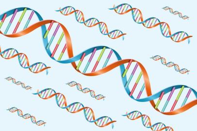 Localizado dentro do núcleo das células, o DNA contém todo o material genético dos seres vivos.  É nele que estão as informações  para o funcionamento do metabolismo e as principais características que definem o ser humano. GaúchaZH ouviu especialistas para entender como o teste é feito e para que serve. 