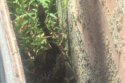 O surgimento de uma cobra no terreno de uma empresa em Caxias do Sul preocupa moradores e comerciantes no bairro Sanvitto II, que buscam ajuda para o resgate do animal, que está ao lado do muro que dá acesso a uma fábrica.