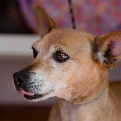 Panqueca é um dos cães auxiliados pela ONG Na Rua Nunca Mais. 