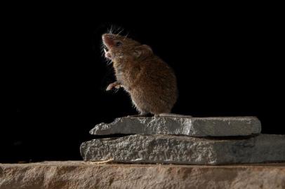 In a photo from Christopher Auger-Dominguez, an Alstons singing mouse. In a photo from Christopher Auger-Dominguez, an Alstons singing mouse. Alstonâs singing mice âconverse,â scientists report. The finding may shed light on human language. (Christopher Auger-Dominguez via The New York Times) -- NO SALES; FOR EDITORIAL USE ONLY WITH NYT STORY SCI SCI SINGING MICE BY CARL ZIMMER FOR MARCH 5, 2019. ALL OTHER USE PROHIBITED. --Editoria: ALocal: UNDATEDIndexador: CHRISTOPHER AUGER-DOMINGUEZFonte: CHRISTOPHER AUGER-DOMINGUEZFotógrafo: HO