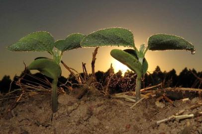 Dirceu Gassen. Engenheiro Agrônomo, professor e doutor em Fisiologia, Dirceu deixa como legado uma verdadeira revolução  na pesquisa em Plantio Direto e na agricultura brasileira, conhecimento que se expandiu em mais de 20 países.  A importância do pesquisador, inspirou uma homenagem à sua memória na Expodireto 2019 a ser dirigida à esposa e filhas. O evento  será no estande da SEMEATO, no dia 12 de março, terça-feira, ocasião da abertura da  exposição fotográfica A agricultura pelas lentes do Mestre Dirceu Gassen. A curadora é a esposa do pesquisador, Elaine Gassen. Ela reuniu  fotografias tiradas por Dirceu, que revelam o olhar diferenciado do pesquisador em relação à  agricultura