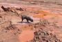 O momento em que um cão dos Bombeiros gaúchos acha um corpo em Brumadinho