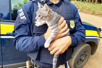 Homem é detido por abandonar gato na BR-116, em Vacaria. 