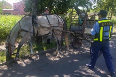 EPTC resgata dois cavalos abandonados no Rubem Berta