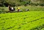 Mudança na aposentadoria rural causa desconforto