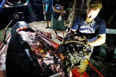 Uma baleia morreu de fome com 40 kg de resíduos de plástico em seu estômago depois que ela acabou encalhada nas Filipinas, anunciaram autoridades nesta segunda-feira.