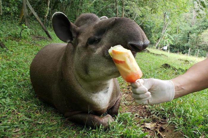 Divulgação / GramadoZoo