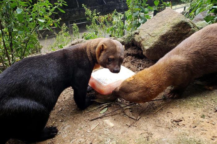 Divulgação / GramadoZoo