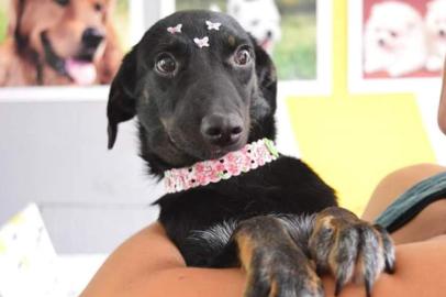 Jujuba, cachorrinha que está para adoção na ONG Cão da Guarda, de 